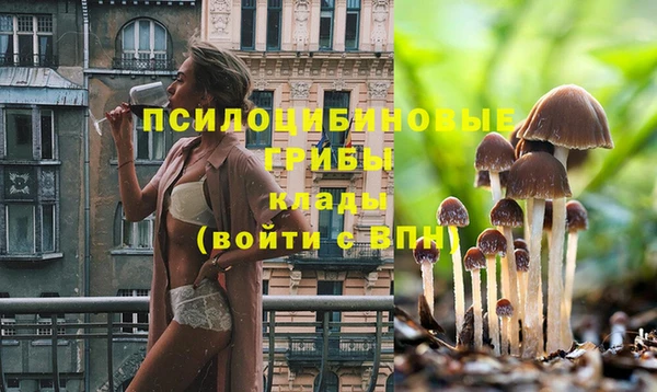 ГАЛЛЮЦИНОГЕННЫЕ ГРИБЫ Аркадак